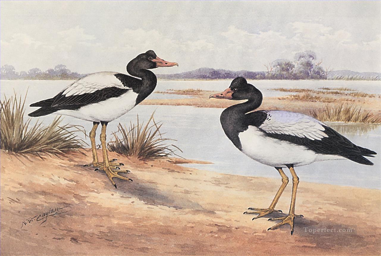 Magpie Goose Vögel Ölgemälde